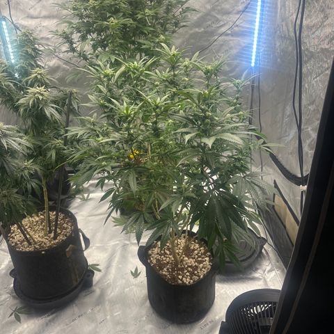 SR growlog timeline photo