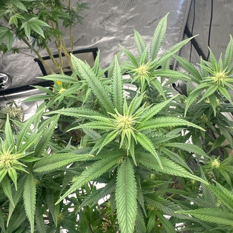 SR growlog timeline photo