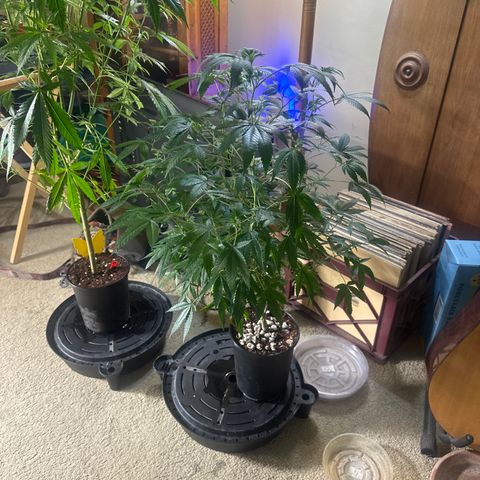 KK growlog timeline photo
