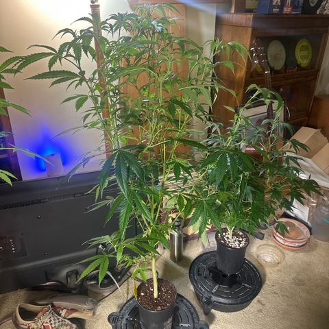 BoC  growlog timeline photo