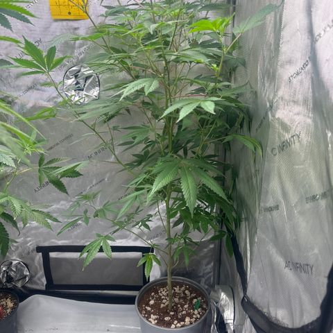 GSC3 growlog timeline photo