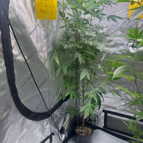 CB growlog timeline photo