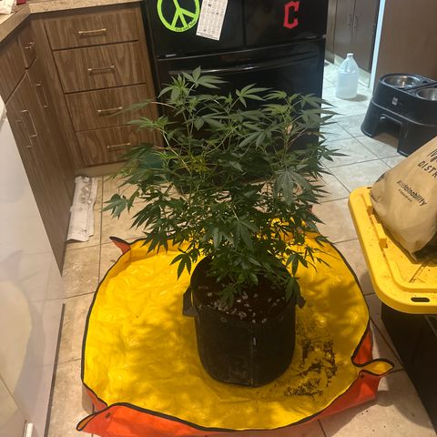KK growlog timeline photo