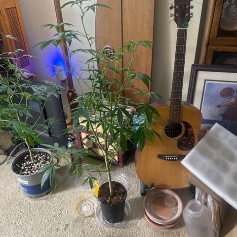 BoC  growlog timeline photo