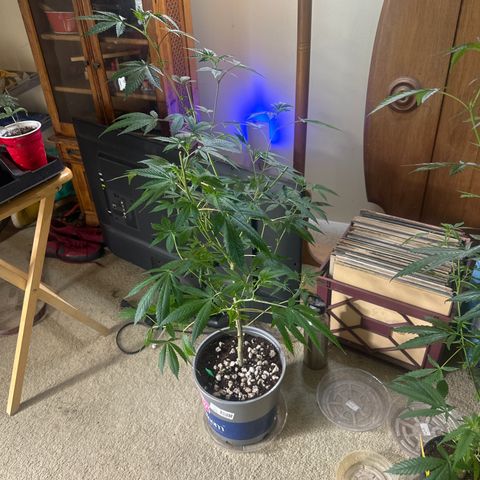 GSC3 growlog timeline photo