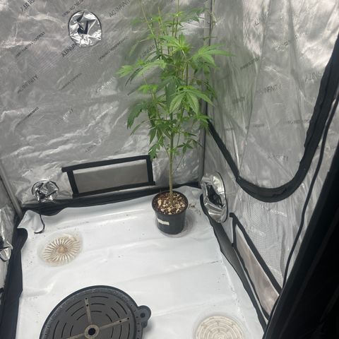 CB growlog timeline photo