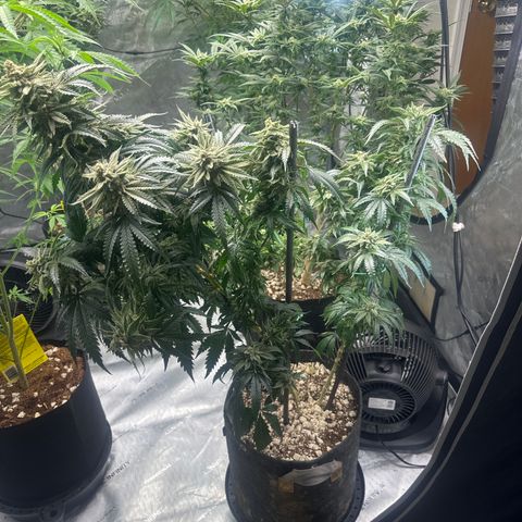 SF growlog timeline photo