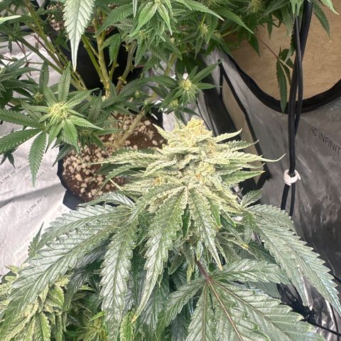 SF growlog timeline photo