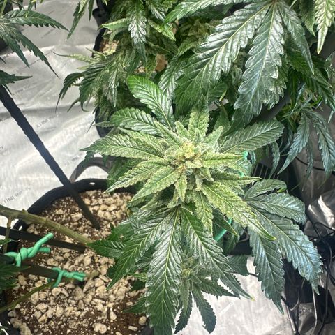 SF growlog timeline photo
