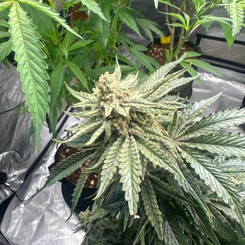 SF growlog timeline photo