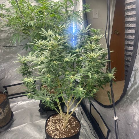 SR growlog timeline photo