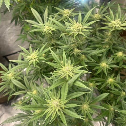 SR growlog timeline photo