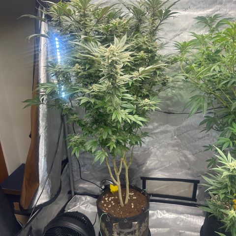 GSxGC growlog timeline photo