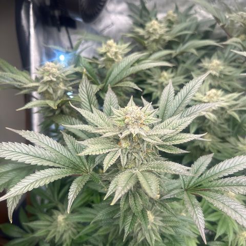 GSxGC growlog timeline photo
