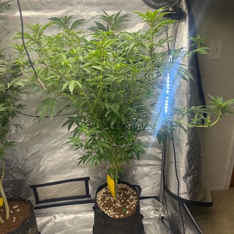 FG2 growlog timeline photo