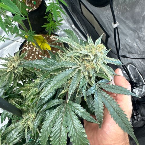 SF growlog timeline photo