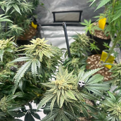 SF growlog timeline photo