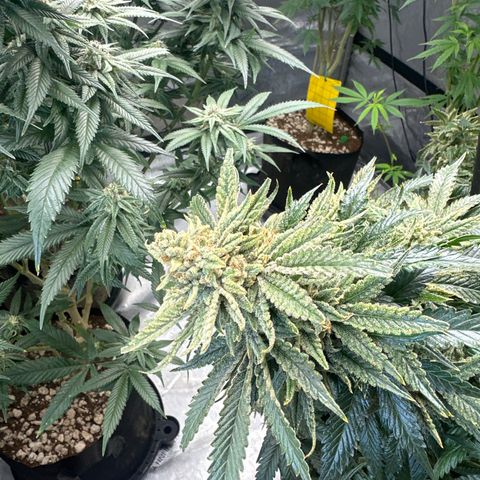 SF growlog timeline photo