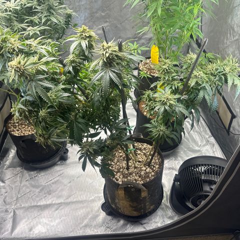 SF growlog timeline photo