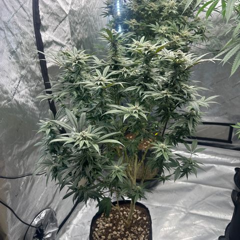 SR growlog timeline photo