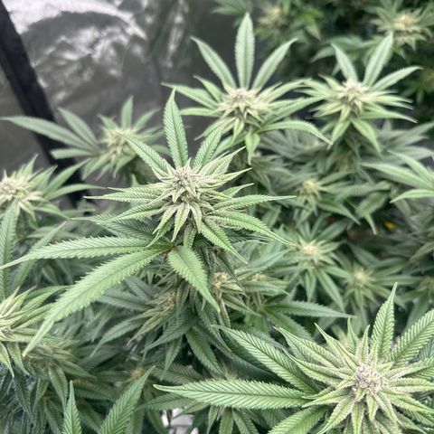 SR growlog timeline photo