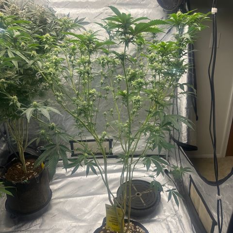 FG2 growlog timeline photo