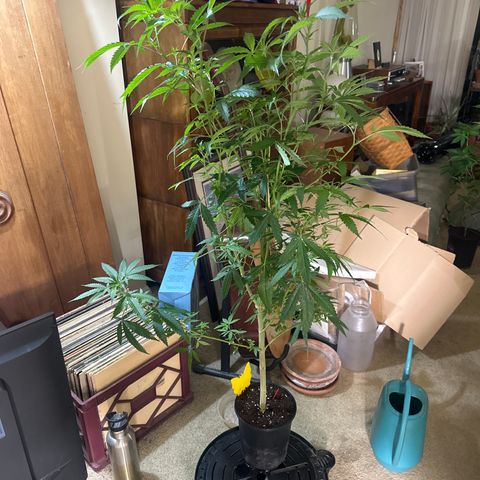 BoC  growlog timeline photo