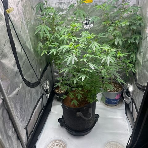 KK growlog timeline photo