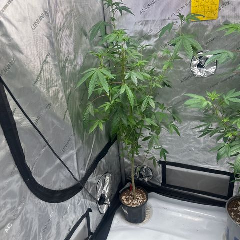 CB growlog timeline photo