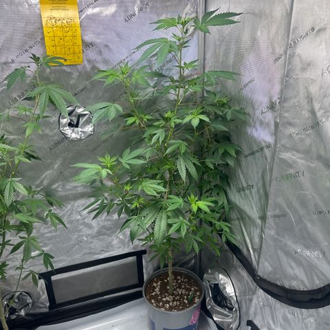 GSC3 growlog timeline photo