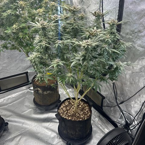 SR growlog timeline photo