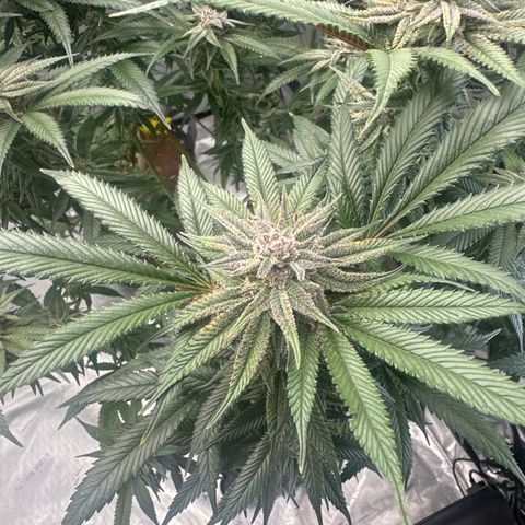 SR growlog timeline photo