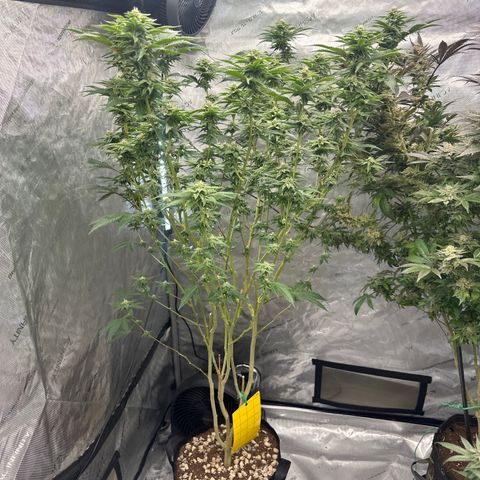 FG2 growlog timeline photo