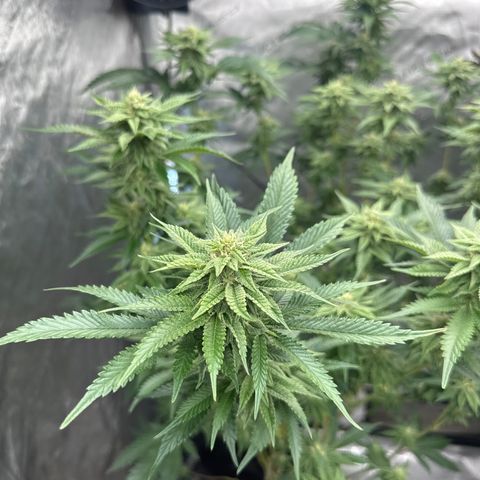 FG2 growlog timeline photo
