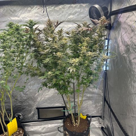 GSxGC growlog timeline photo