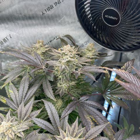 GSxGC growlog timeline photo