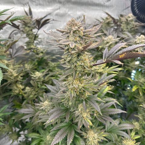 GSxGC growlog timeline photo