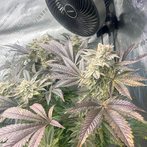 GSxGC growlog timeline photo