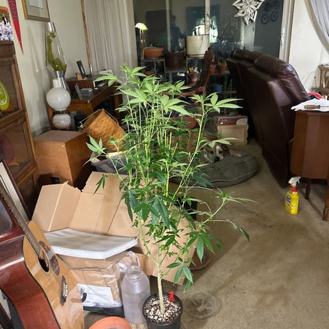 CB growlog timeline photo