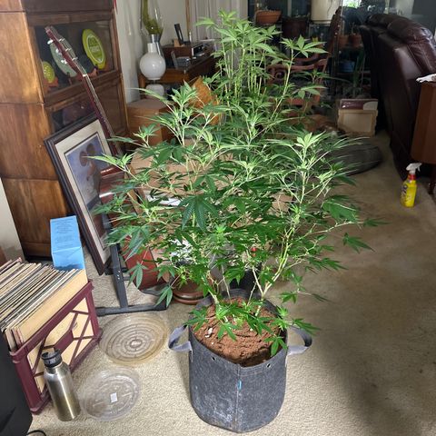 KK growlog timeline photo