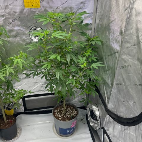 GSC3 growlog timeline photo