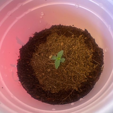 L13 growlog timeline photo