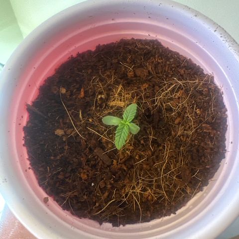 LG growlog timeline photo
