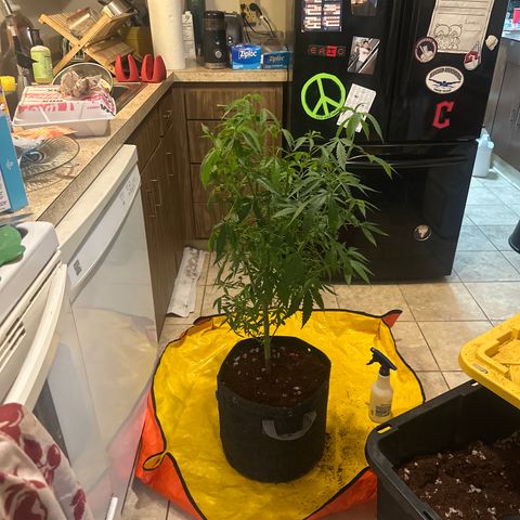 BoC  growlog timeline photo