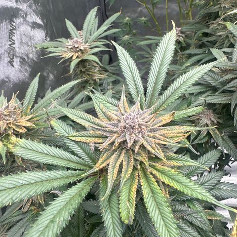 SR growlog timeline photo