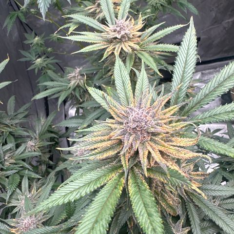 SR growlog timeline photo