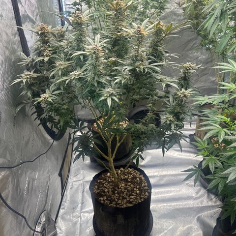 SR growlog timeline photo