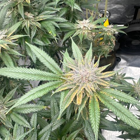 SR growlog timeline photo