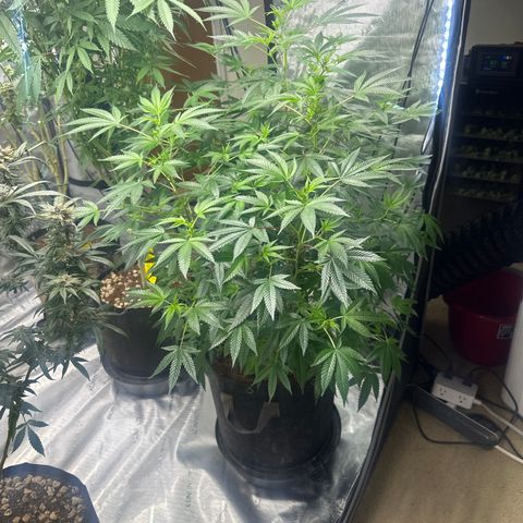 KK growlog timeline photo
