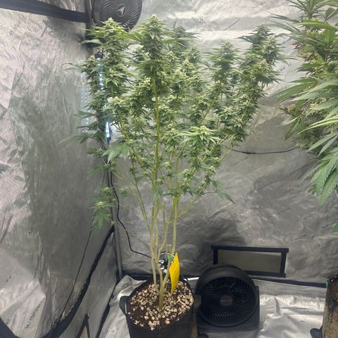 FG2 growlog timeline photo